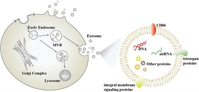 Diagnostic and Therapeutic Potential of Exosomes in Neurodegenerative Diseases